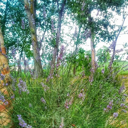 Borgo Acque Romane ベッド・アンド・ブレックファスト 3*