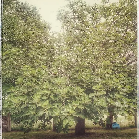 ベッド・アンド・ブレックファスト Borgo Acque Romane 3*