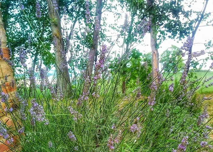 Borgo Acque Romane Bed and breakfast 3*