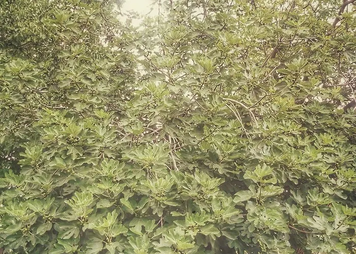 Borgo Acque Romane 3*