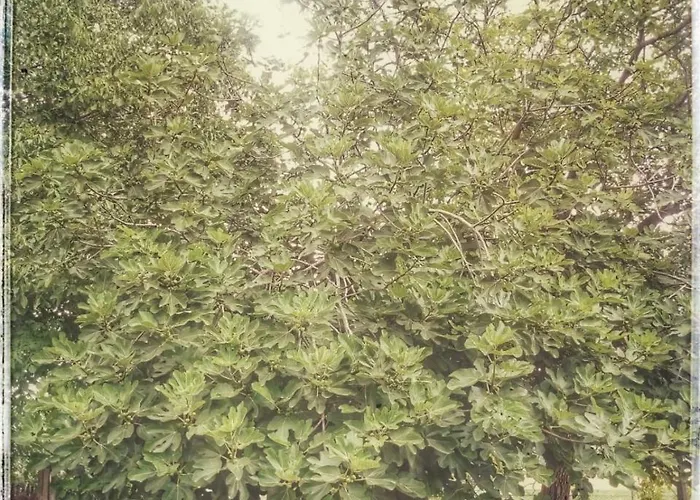 Bed and breakfast Borgo Acque Romane 3*