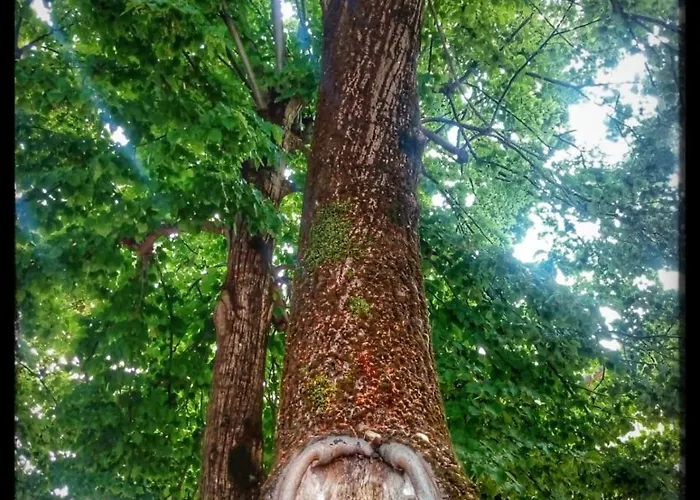 Bed & Breakfast Borgo Acque Romane